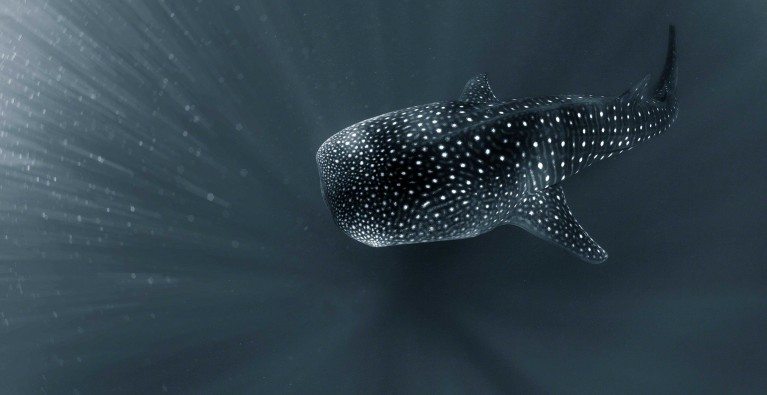 Whale sharks down under