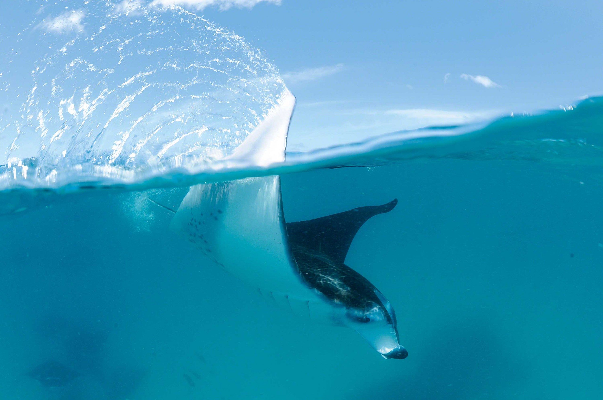 Manta magnificence - Save Our Seas Foundation