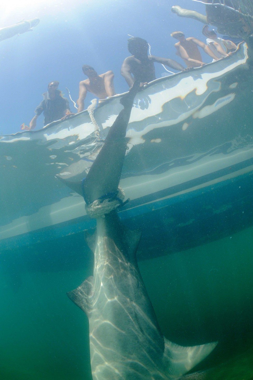 A dead shark dangles from the side of a boat.<br />
Photo by Thomas Peschak