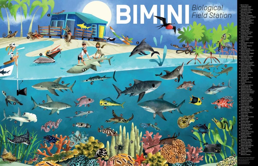 Bimini Wildlife<br />
Artwork by Rohan Chakravarty