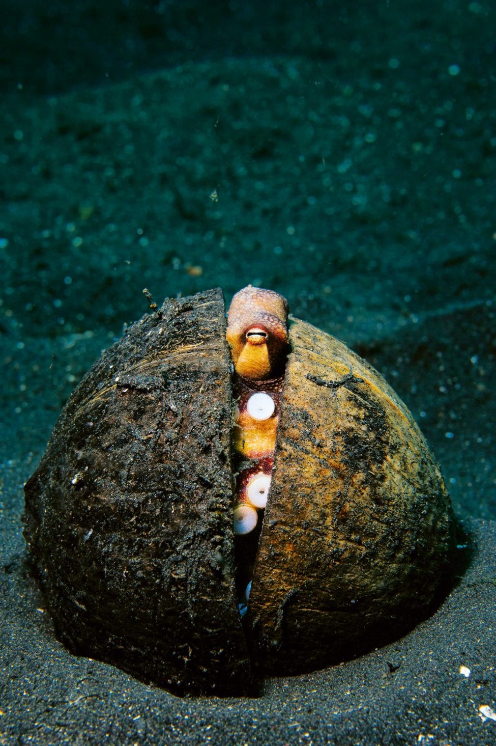 The coconut octopus, found in Lembeh Strait, Sulawesi, secretes itself inside a shell for shelter and as camouflage from predators. <br />
Photo by Stocktrek Images | National Geographic Image Collection