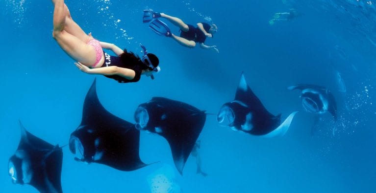 Turning the tide for manta and devil rays