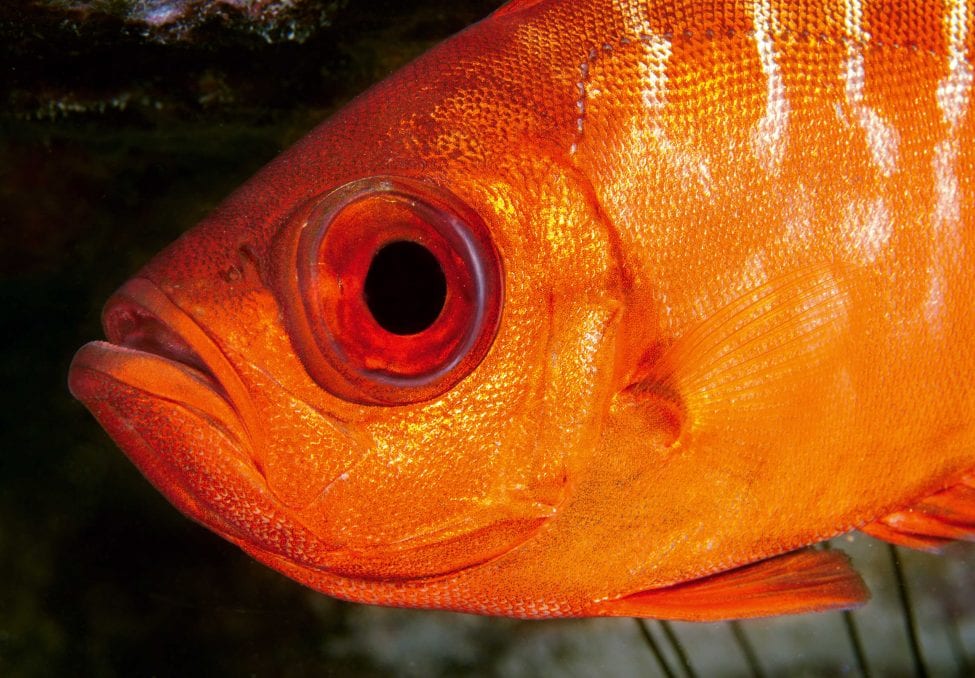 Bigeye snappers Priacanthus spp. are among several noisy fish species that can be monitored using sound science on reefs.<br />
Photo by Paul Caiger