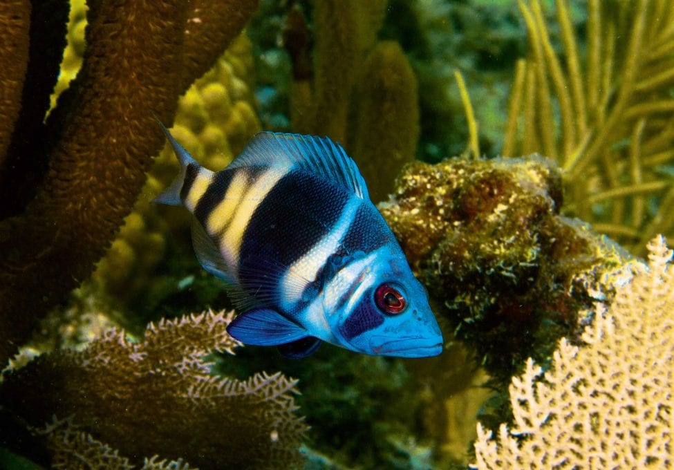 The indigo hamlet Hypoplectrus indigo, here nestling among soft corals on the reef, is another vocalising species of fish. It is occasionally found in the aquarium trade.<br />
Photo by Paul Caiger