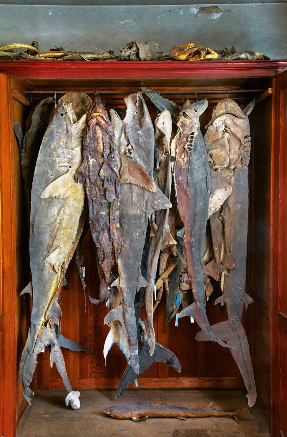 'Type specimens', like these shark skins from the 18th and 19th centuries in Berlin, Germany, are often samples stored in natural history museums. They form the basis on which taxonomists describe and name species.<br />
Photo by Gerd Ludwig | National Geographic Image Collection