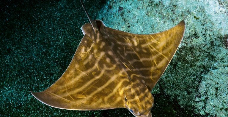 The plight and flight of stingrays from southern Africa