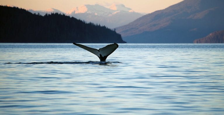 BC Whales | North Coast Cetacean Society