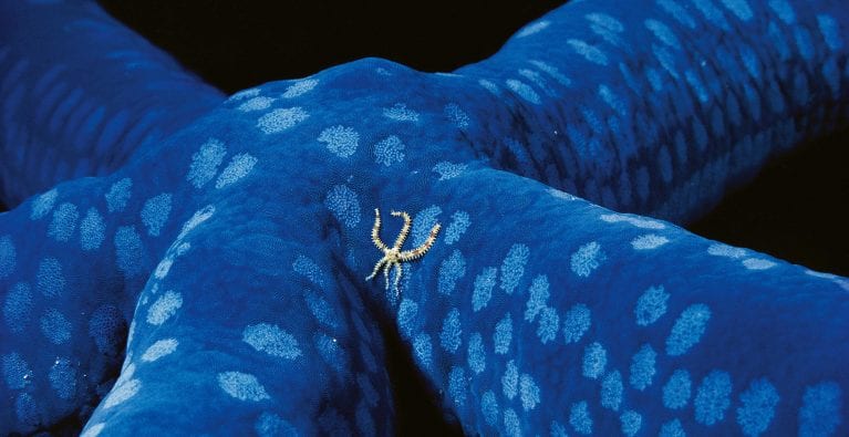 Brittlestars provide clues about life in the deep sea