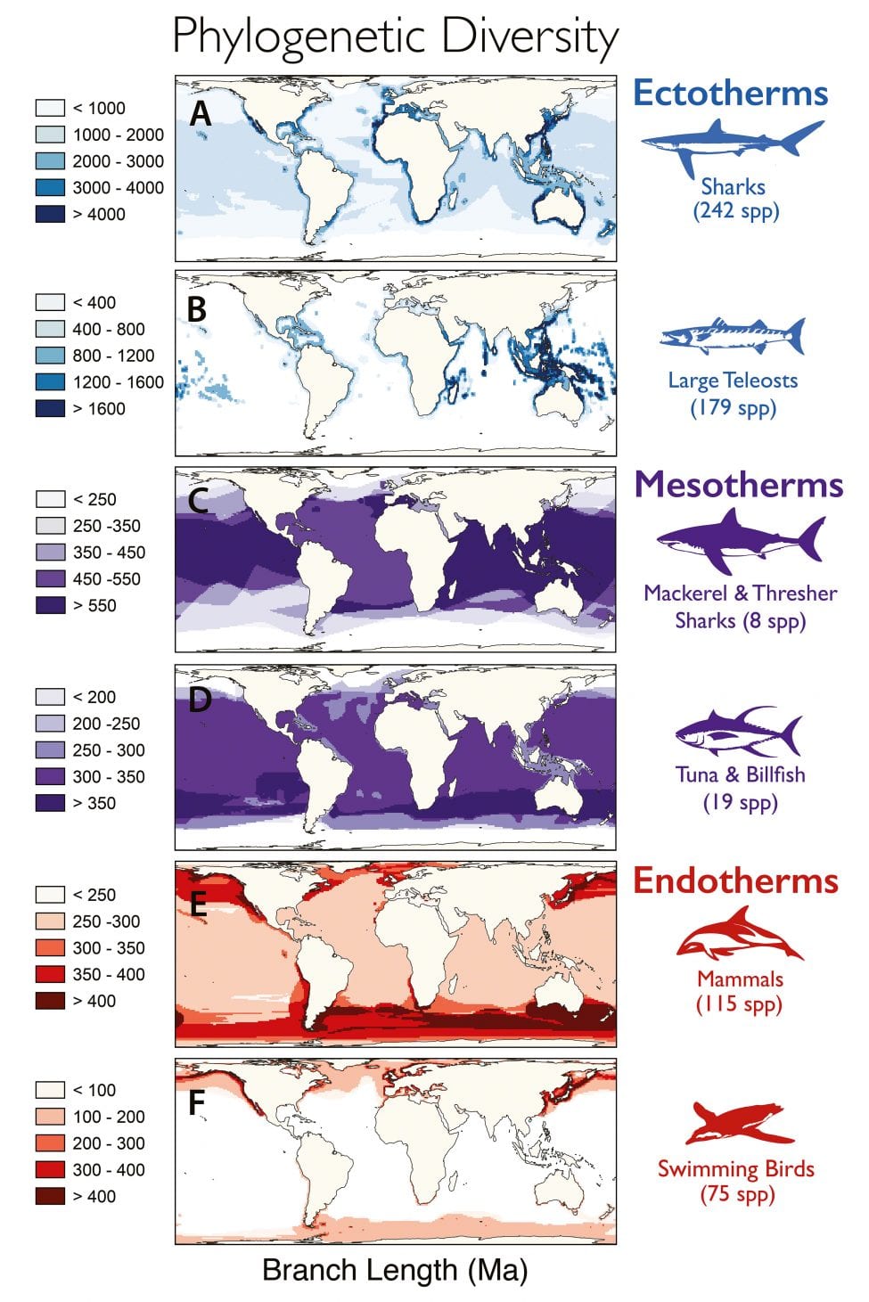 Phylogenetic diversity, expressed as the sum of evolutionary times of divergence [in millions of years (Ma)] between co-occurring species, is largely tropical or subtropical for ectothermic sharks and teleost fish, cosmopolitan for mesotherms (excluding poles), and peaks in cold, temperate waters for endothermic mammals and birds. Spatial cells are 110 km × 110 km; cells lacking species are unshaded.<br />
<br />
From Grady JM, Maitner BS, Winter AS, Kaschner K, Tittensor DP, Record S, Smith FA, Wilson AM, Dell AI, Zarnetske PL and Wearing HJ. 2019. Metabolic asymmetry and the global diversity of marine predators. Science, 25 Jan 2019, Vol 363, Issue 6425, eaat4220, DOI: 10.1126/science.aat4220. Reprinted with permission from The American Association for the Advancement of Science (AAAS).