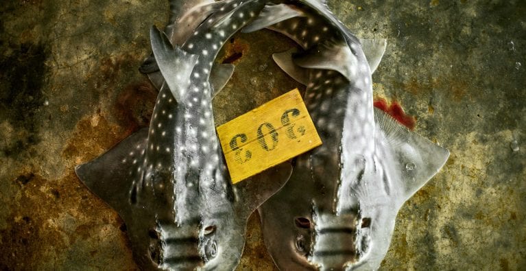The Ray the World Forgot: Wedgefish under Threat
