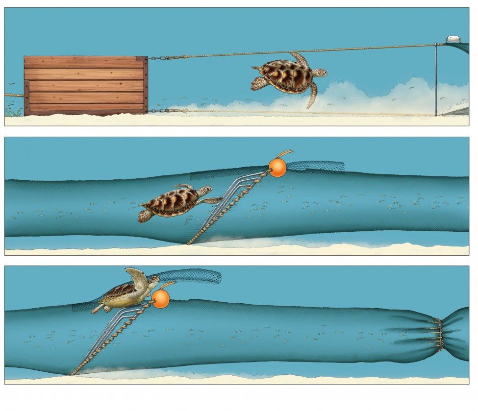 A Turtle Excluder Device (TED) is simply a metal grid with bars spaced about 10 centimetres apart. Set at an angle, it is typically installed in the neck of a shrimp trawling net. Shrimp and fish pass through the grid and are retained in the net, but the grid deflects large objects, such as turtles, upwards and out through a net flap.<br />
Illustration by Marc Dando