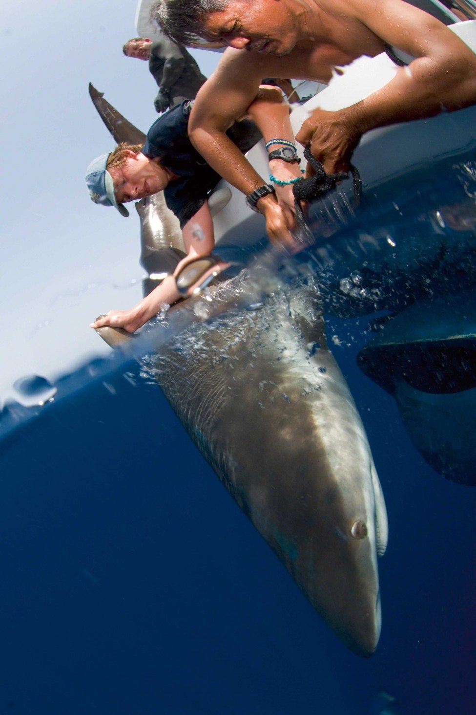 James Lea has worked with sharks in locations across the Indian Ocean, but he thinks D’Arros Island and St Joseph Atoll could offer a special refuge for sharks. Here he tags and measures a silky shark in the Red Sea.<br />
Photo by Dan Beecham | Danah Divers Copyright