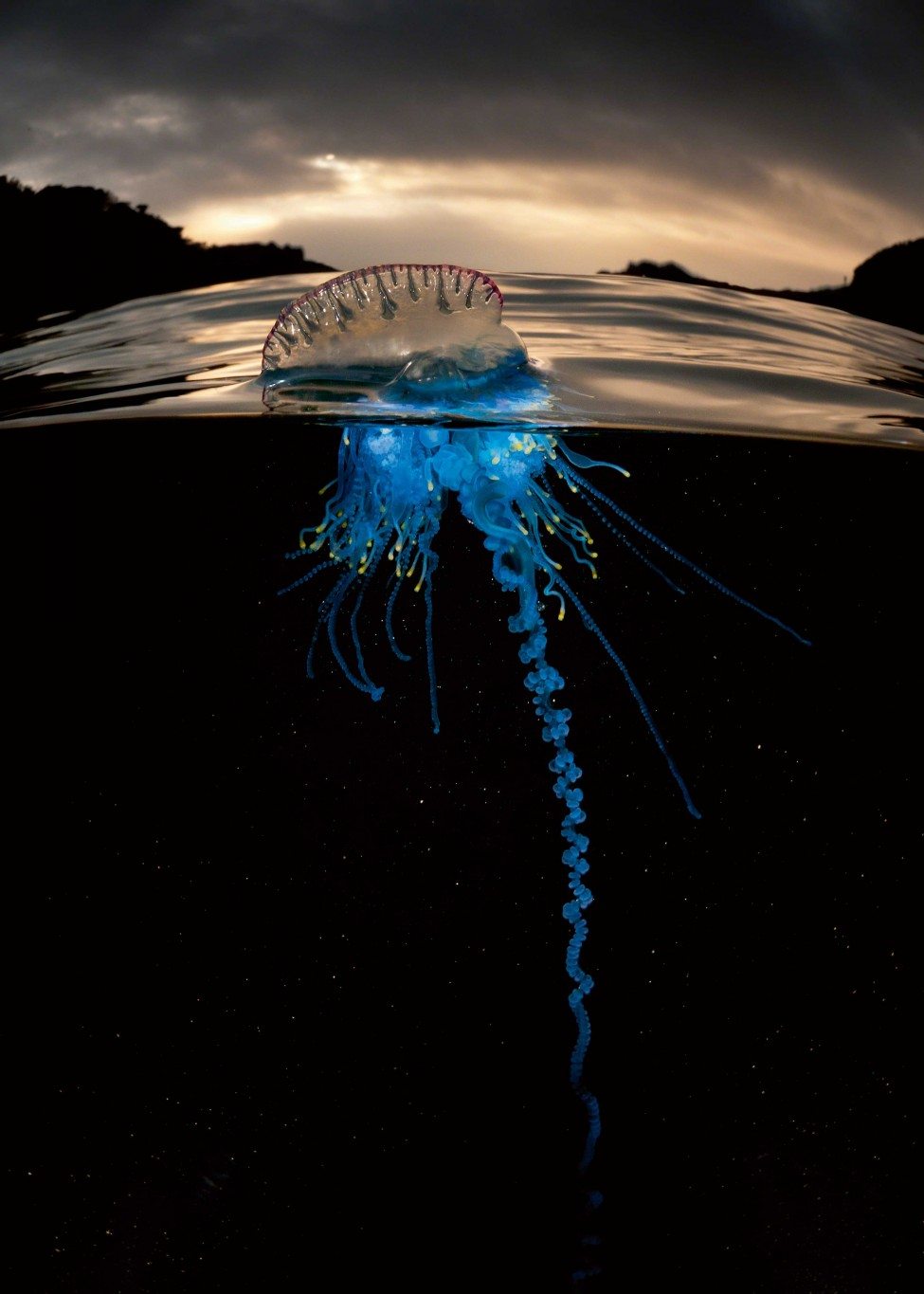 Beauty and the beast: the electric-blue coloration of the Portuguese man o’ war Physalia physalis is a natural warning. When armadas of these strange jellyfish blow towards shore, run! It is estimated that they sting more than a million people a year, sometimes fatally.<br />
Photo by Matty Smith