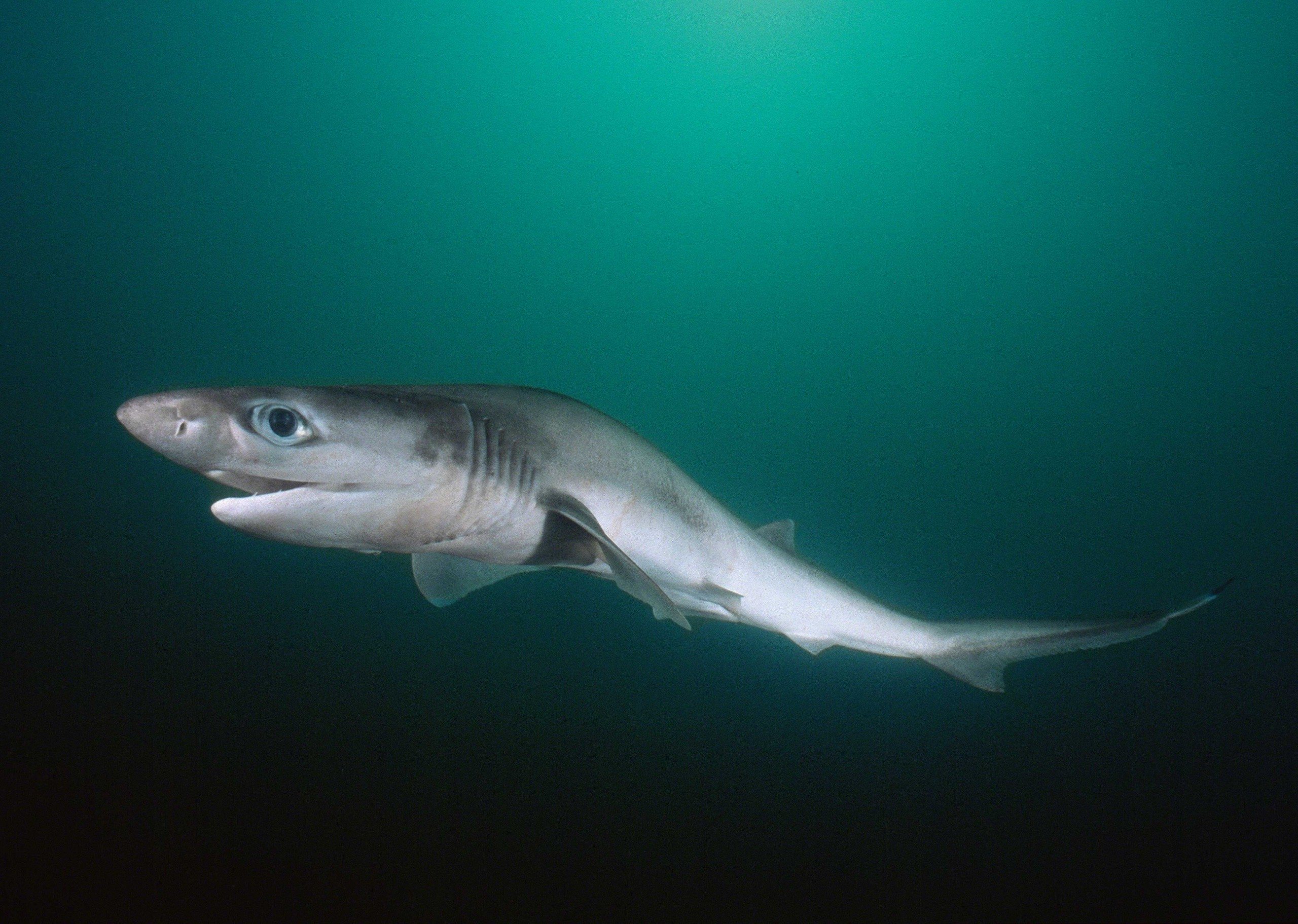 Sharks of the twilight zone - Save Our Seas Magazine