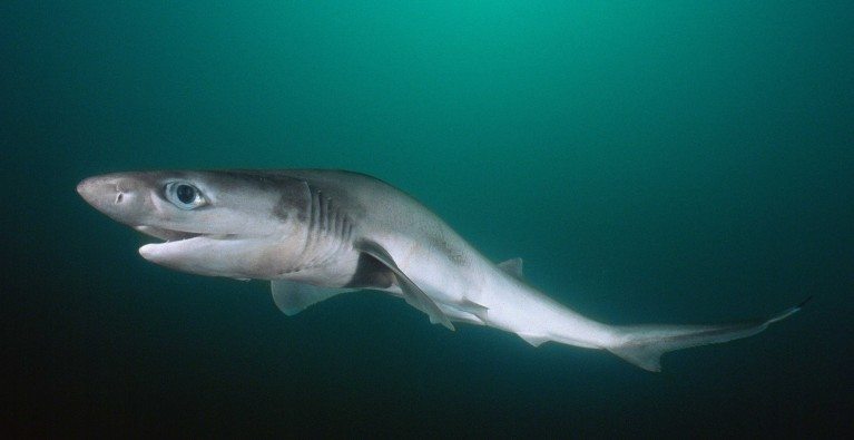 Sharks of the twilight zone | Save Our Seas Magazine
