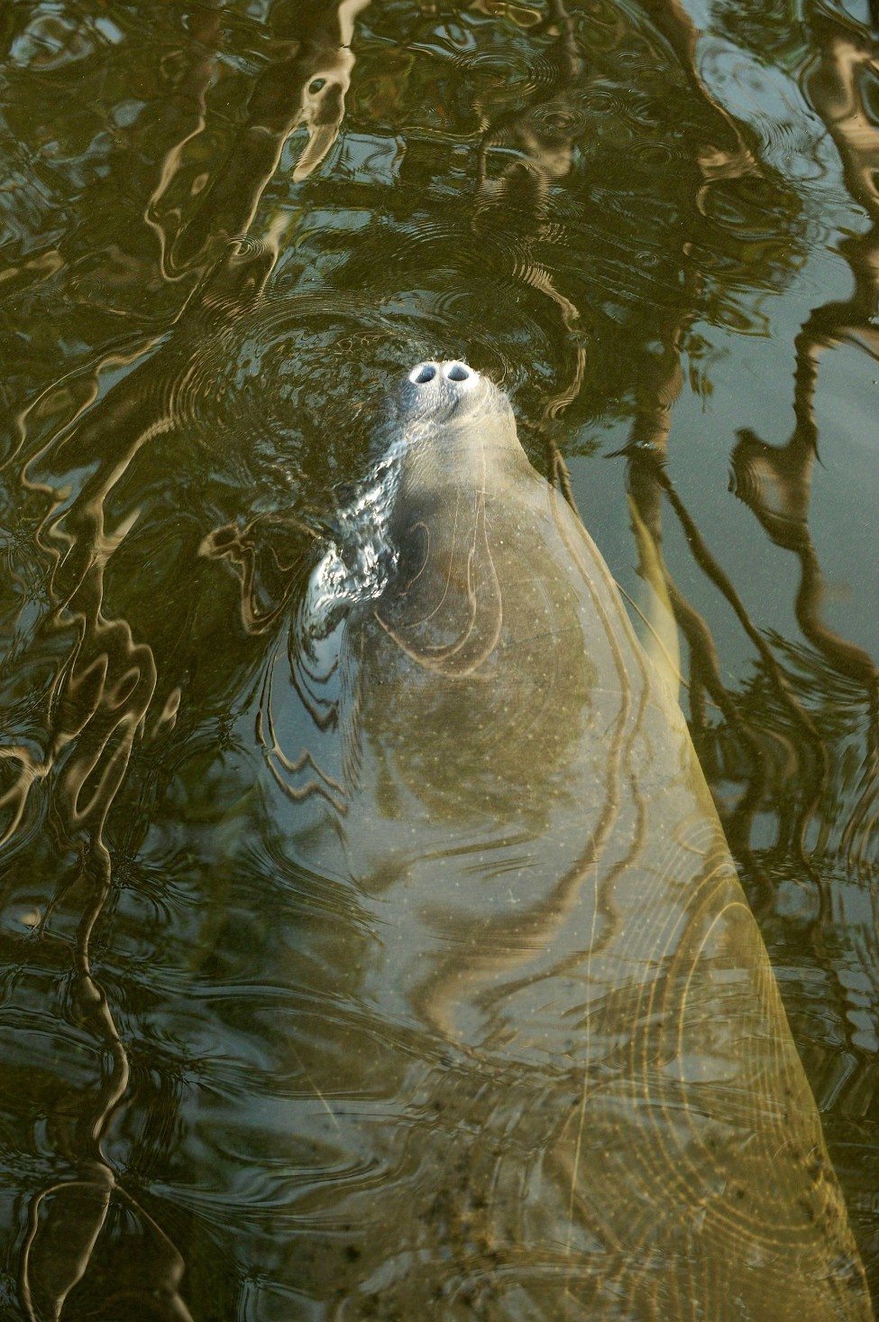 A manatee rises to take a breath in N'dogo Lagoon. Although there is a lot of legislation to protect the African manatee, including its listing in CITES Appendix 1, there is little enforcement to deter poachers.<br />
Photo by Thomas Peschak