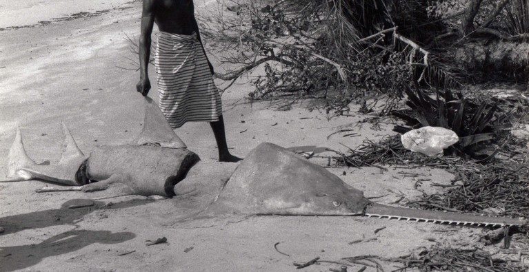 West African Sawfishes: A window into their Lost World