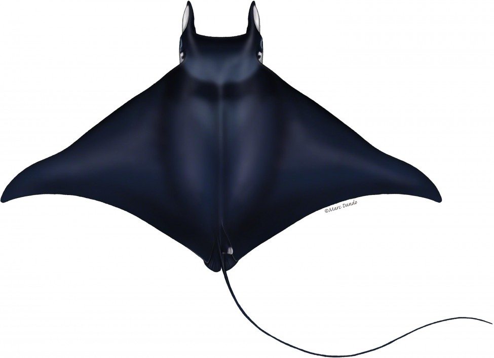Dorsal illustration of bentfin devil ray (Mobula thurstonii).<br />
Illustration by Marc Dando