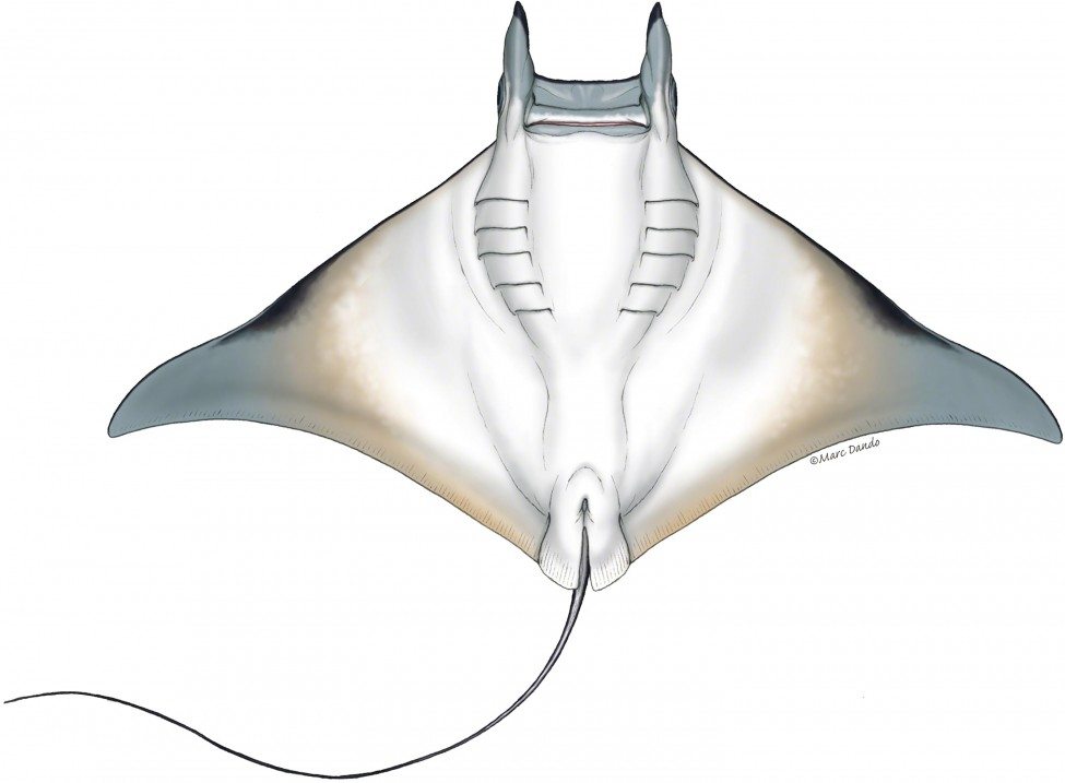 Ventral illustration of bentfin devil ray (Mobula thurstonii).<br />
Illustration by Marc Dando