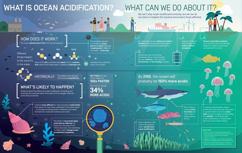 Infographic by Elzemiek Zinkstok | Lushomo for the Save Our Seas Foundation