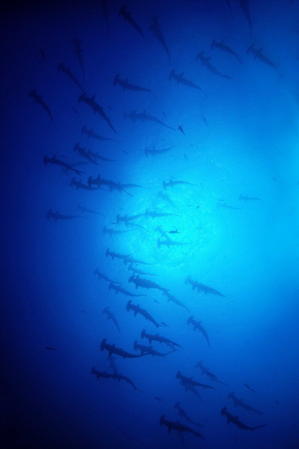 A school of scalloped hammerhead sharks Sphyrna lewini on the surface at Malpelo Island off the Pacific coast of Colombia. The vast marine protected area surrounding the island is a no-fishing zone and provides critical habitat for threatened species.<br />
Photo by Tobias Friedrich | SeaPics.com