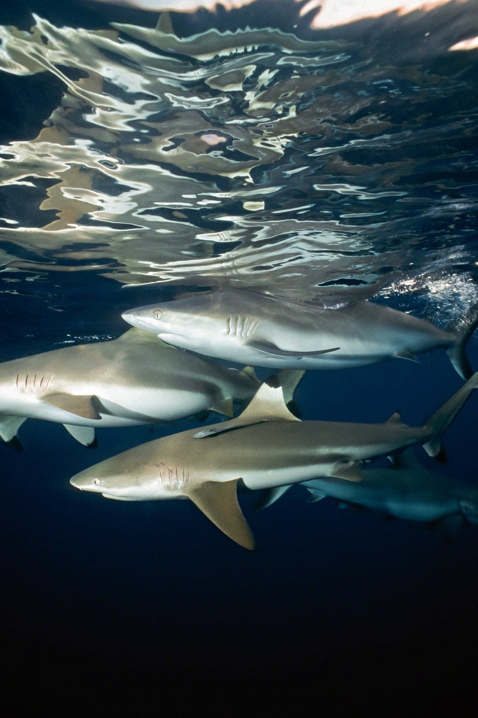 Blacktip reef sharks Carcharhinus melanopterus have found refuge in the giant marine protected area designated by the island nation of Palau in the Western Pacific Ocean.<br />
Photo by Doug Sloss | SeaPics.com