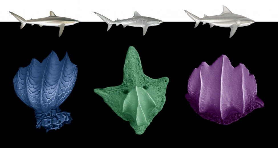 SEM (Scanning Electron Microscope) images of a dermal denticle from the dorsal fin of a modern shark: from left to right: silky shark (Carcharhinus falciformis), tiger shark (Galeocerdo cuvier) and bull shark (Carcharhinus leucas).<br />
Photos by Jorge Ceballos and Erin Dillon | Illustrations by Marc Dando