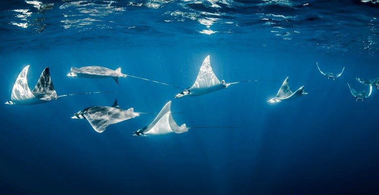 Fiji leads the way for Rays