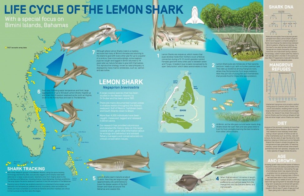 The Life Cycle of the Lemon Shark<br />
With a special focus on Bimini lslands, Bahamas<br />
Infographic by Marc Dando for the Save Our Seas Foundation