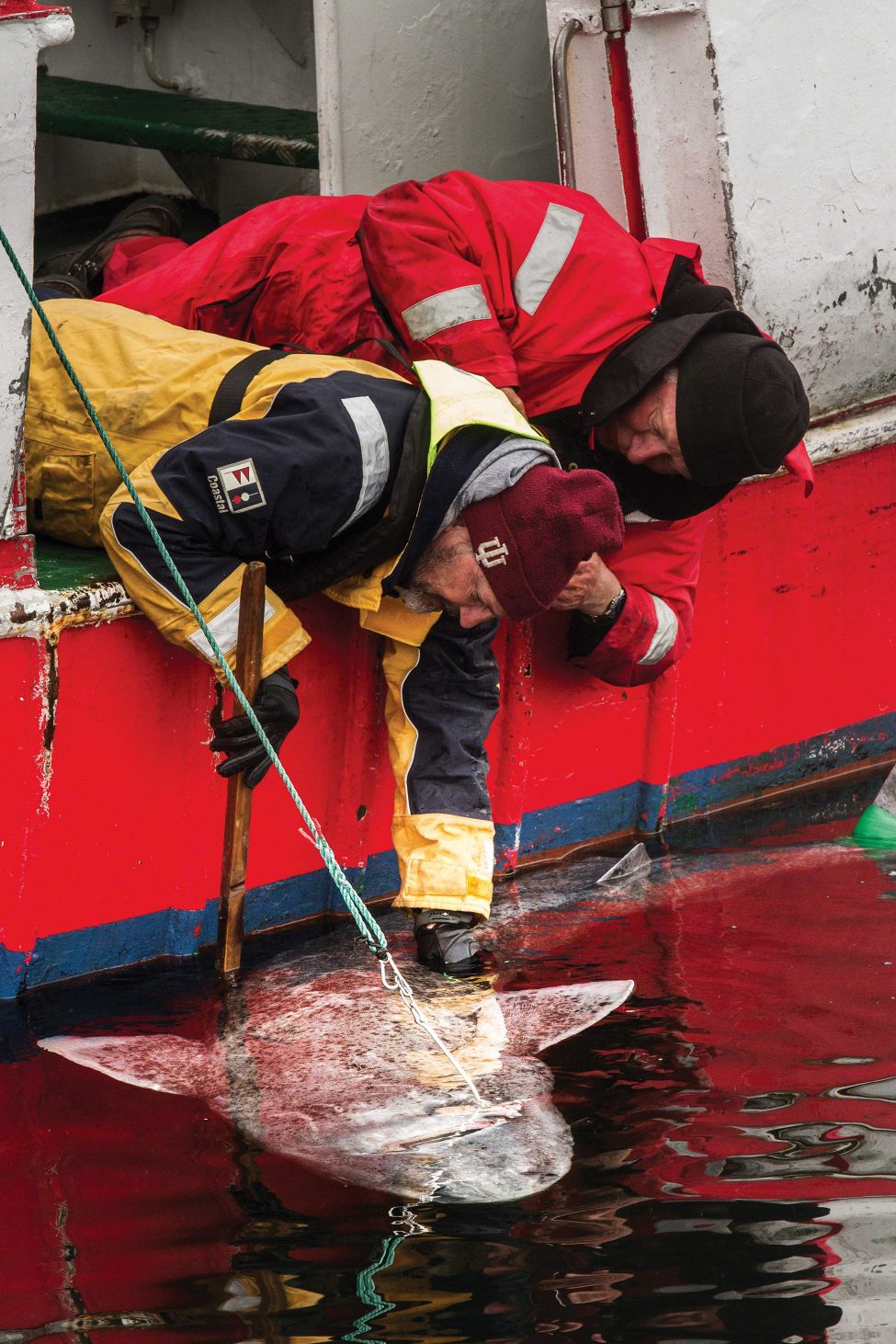 Peter Bushnell leans out of the research vessel to unhook an upside-down Greenland shark.<br />
Photo by Lucas Santucci | Under the Pole