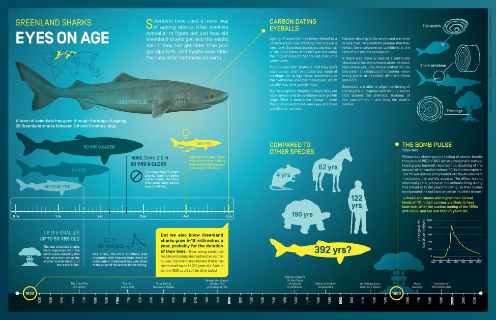 Eyes on Age<br />
Infographic design by Daniel Smith | Content interpretation by Lisa Boonzaier | Species illustration by Marc Dando | © Save Our Seas Foundation Copyright 2016