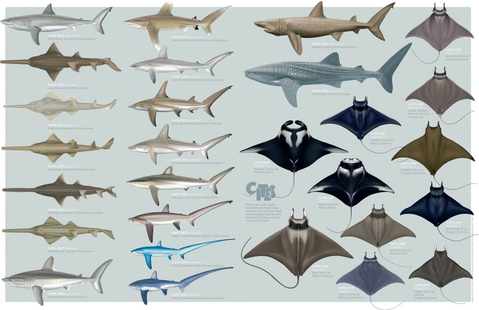 Illustrations by Marc Dando | Design by Peter Scholl | © Save Our Seas Foundation Copyright 2016