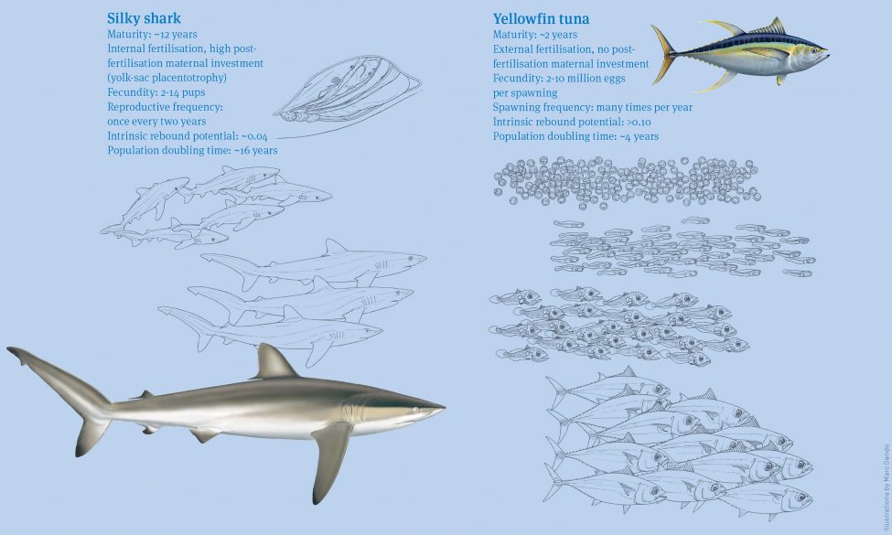 Life Histories of Silky Sharks and Yellowfin Tuna<br />
Illustration by Marc Dando | © Save Our Seas Foundation Copyright 2016