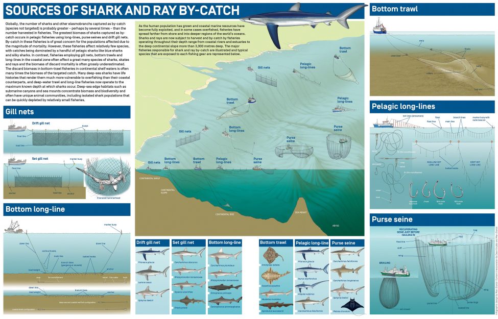 Sources of Shark and Ray By-Catch<br />
Infographic design by Marc Dando | Content interpretation by Dean Grubbs and Marc Dando | © Save Our Seas Foundation Copyright 2016