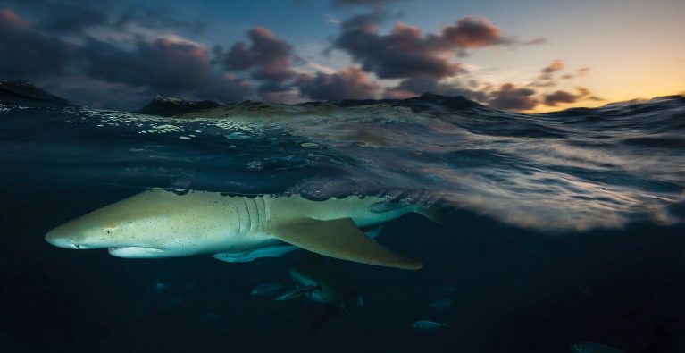 Exploring Personality in Sharks