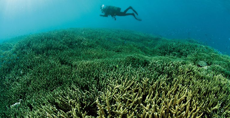 Corals in Crisis