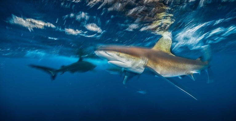 Whitetip sharks – and US Environmental Legislation – under threat