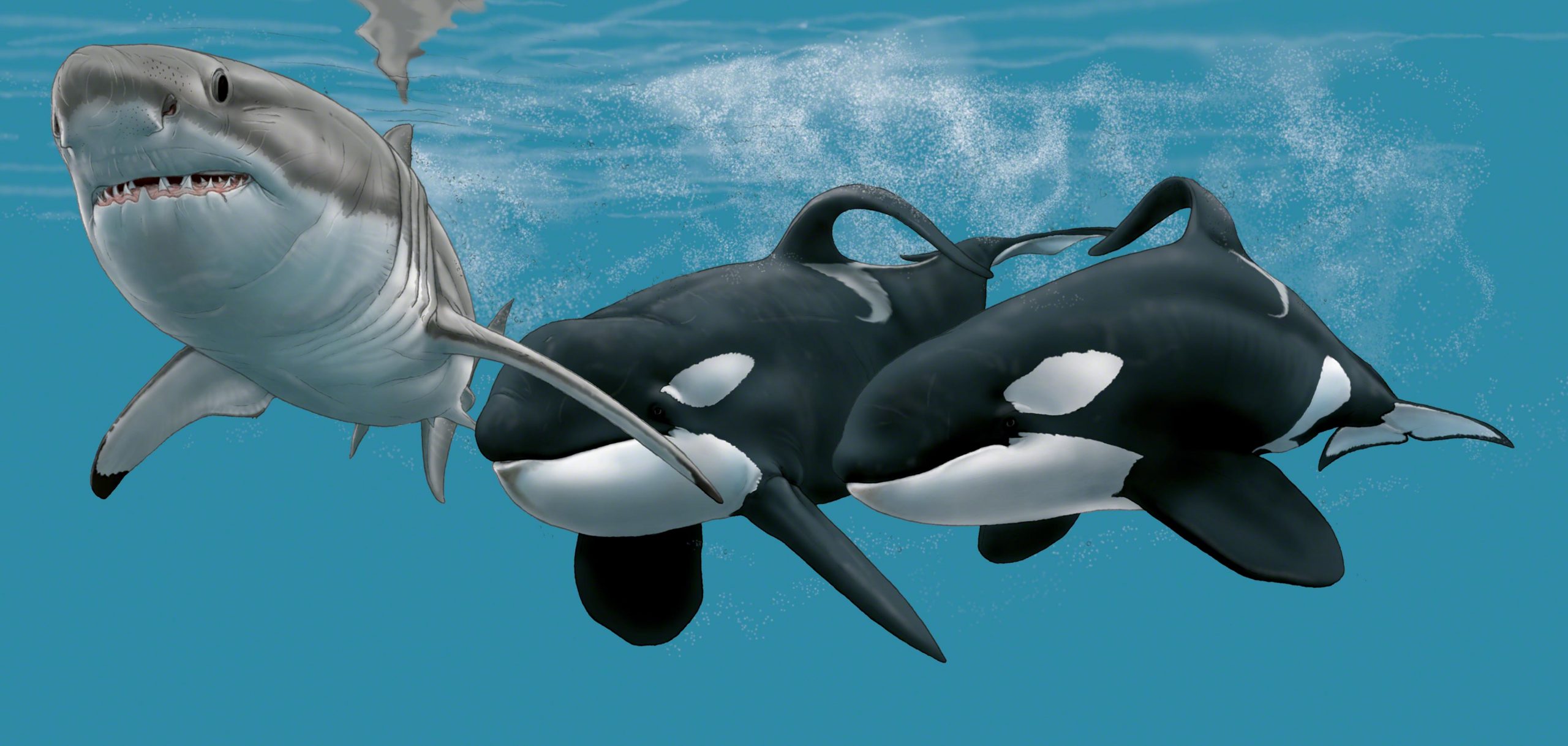 The orcas were named for the direction in which their fins flop: Port to th...