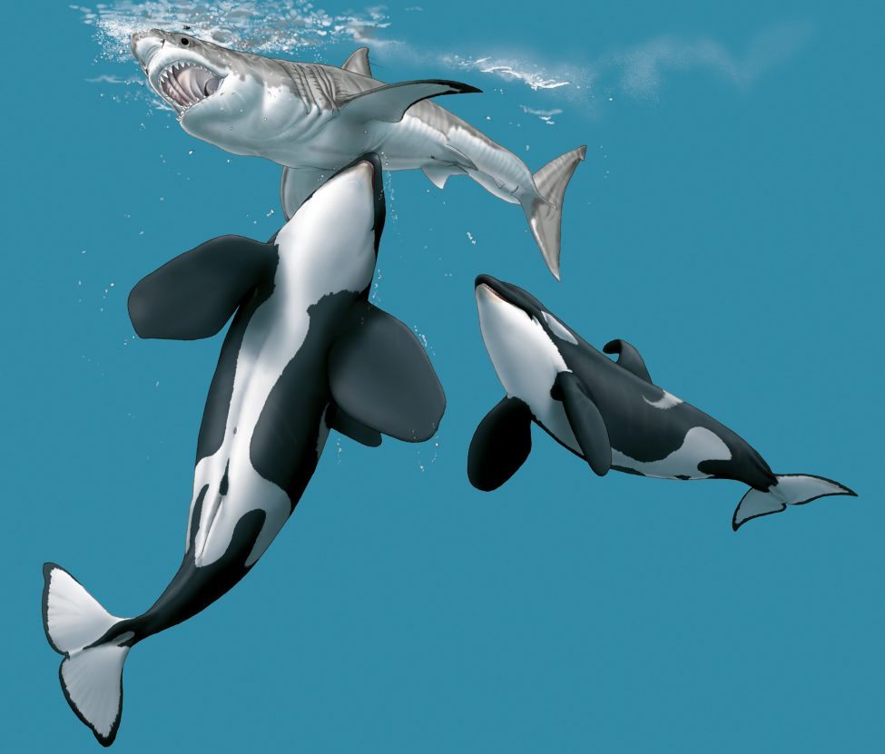 Killer whales coordinate an attack, aiming at the underbelly of a great white shark.<br />
Artwork by Marc Dando