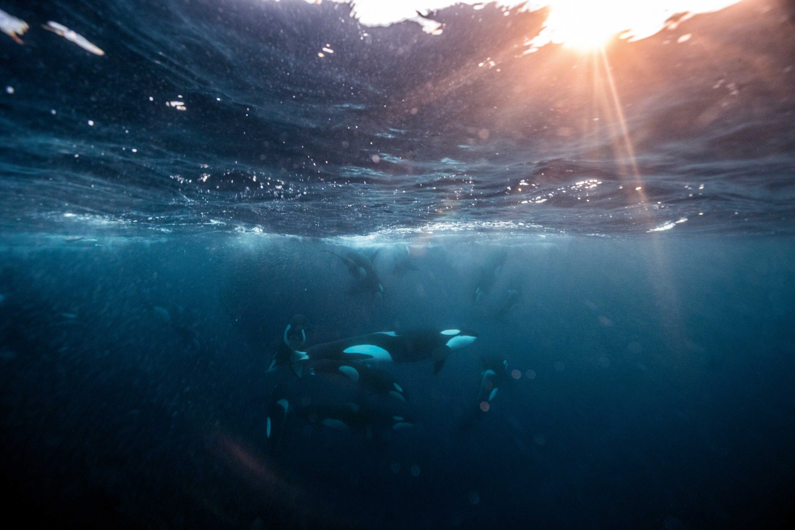 Winter is coming | Save Our Seas Magazine