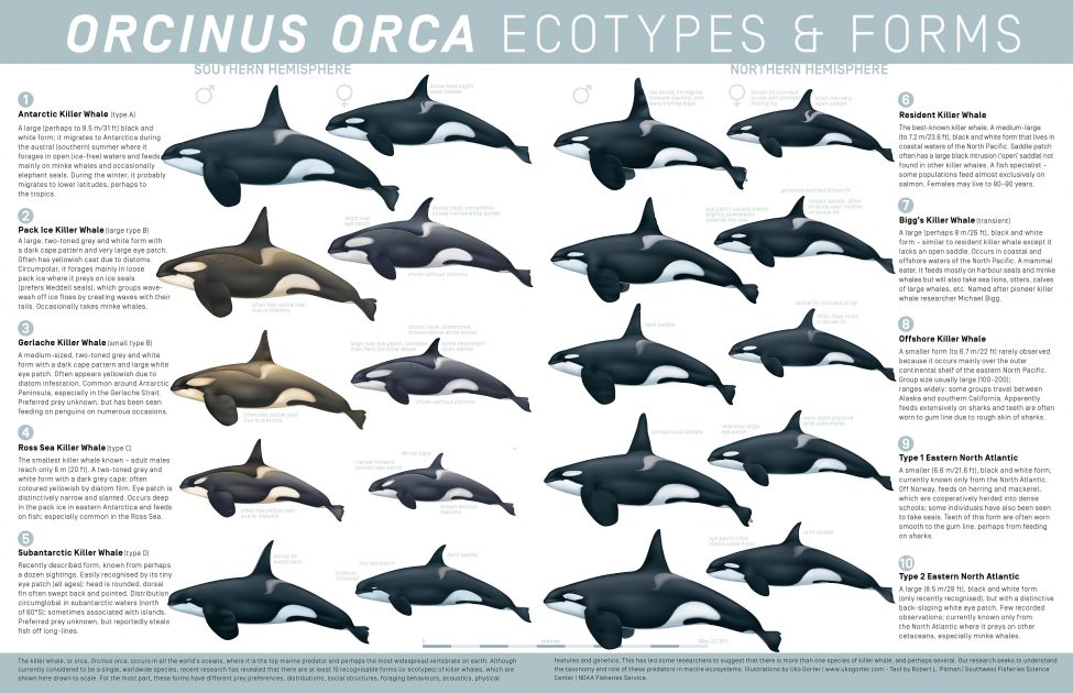 Orcinus orca Ecotypes and Forms<br />
Illustrations by Uko Gorter | www.ukogorter.com<br />
Text by Robert L. Pitman | Southwest Fisheries Science Center | NOAA Fisheries Service