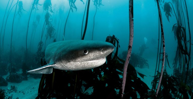 Rethinking False Bay’s top predators