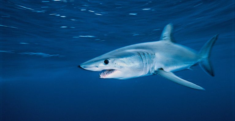 Shark tracking and fisheries-independent assessments