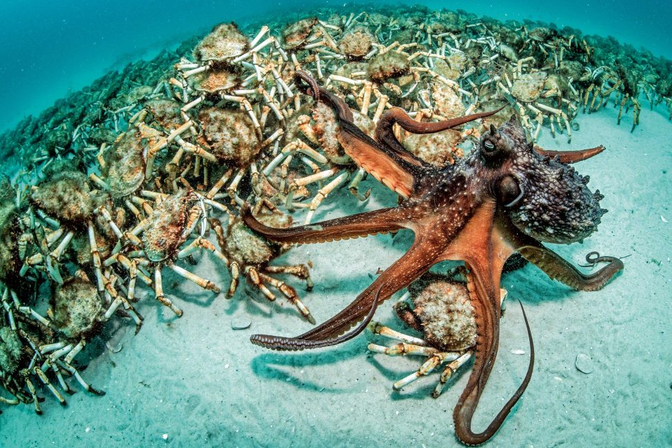 'Predatory pursuit' shows an incredible interaction between an octopus and spider crabs. The photo won acclaim for Justin Gilligan, a recipient of an SOSF marine photography grant, in Australia Geographic's Nature Photographer of the Year competition.<br />
Photo by Justin Gilligan