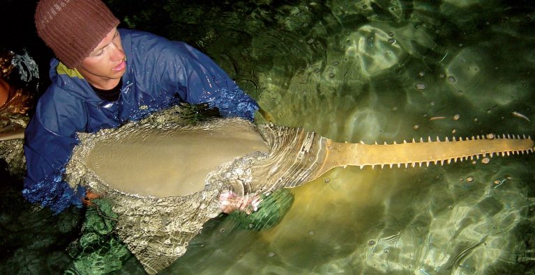 Sawfish connection adds another piece to the research puzzle