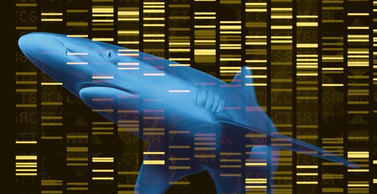 Protected species still on the menu, says DNA barcoding