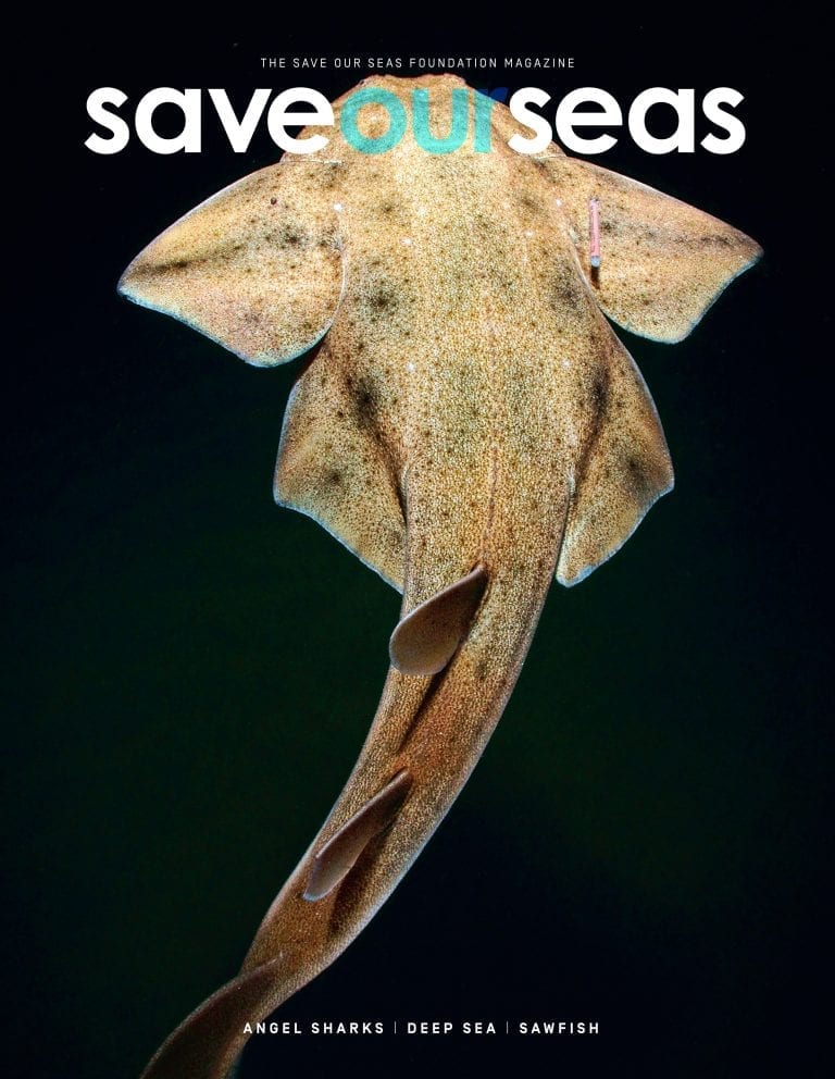 #9 Angel Sharks | Deep Sea | Sawfish