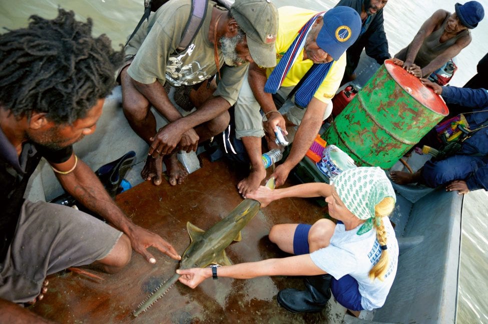 Measuring a live sawfish is a moment of excitement and hope for researcher Ruth Leeney. The fishermen look on, unfazed by a sighting seemingly common in their waters.<br />
Photo by Ruth Leeney